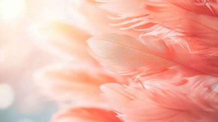 Poster - Soft peach colored feathers with a blurred background featuring selective focus and ample copy space