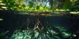 Tropical rainforest mangrove forest features unique twig roots that thrive in water. Explore the intricate foliage and roots of the mangrove forest from an underwater perspective.