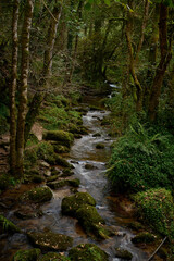  The Mills of the Deep River Route: A Magical Forest of Beeches and Chestnut Trees in Villaviciosa, Asturias, Spain