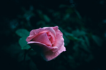 Wall Mural - A close up of a pink rosebud with rain drops