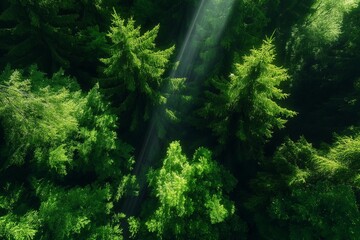 Poster - A dense forest viewed from above with sunlight breaking through the canopy in beams
