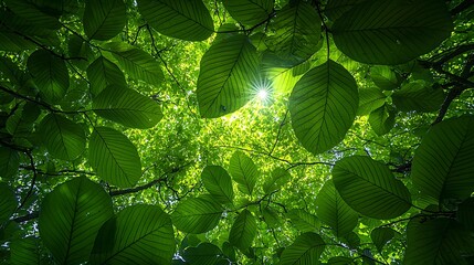 Fototapete - Lush Green Foliage with Sunlight Shining through Leaves, Captivating Natural Canopy from Below, Perfect for Illustrating Forest Environments and Eco-Friendly Concepts
