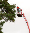 © Glenys K - A tree felling crane and tree care handler with a telescopic boom used for tree or branch removal.