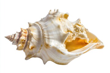 Poster - A close-up of a shell on a white background