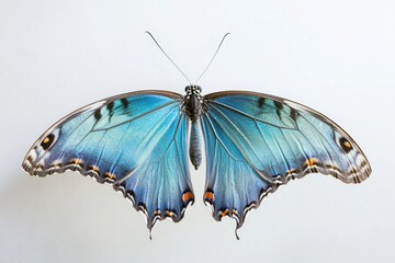 Poster - A blue butterfly perches on the edge of a white wall, its delicate wings spread wide