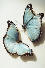 Poster - Two blue butterflies sit on a white surface, showcasing their delicate beauty