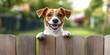 © Masque - Captivating outdoor photoshoot featuring a cute dog and an inviting fence backdrop.