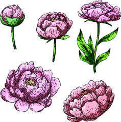 Canvas Print - peony set hand drawn. bloom garden, pink fragrance, bud blossom peony vector sketch. isolated color illustration