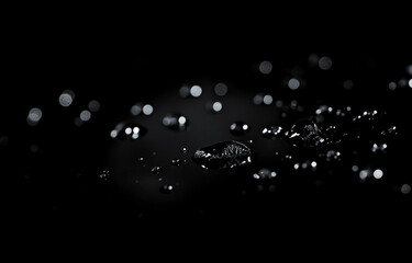 Poster - Water droplets glimmer on a dark surface, creating a striking contrast and delicate visual texture