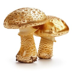 Poster - Two mature pholiota adiposa mushrooms standing tall on a bright white background