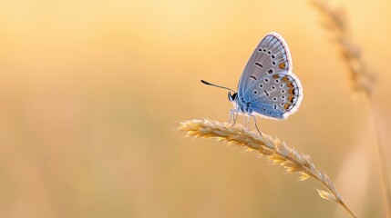 Wall Mural - Capture the beauty of a butterfly with stunning macro photography, showcasing intricate details in crisp closeups.