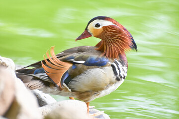 Male mandarin duck standing near a green pond