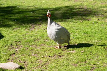 Wall Mural - the helmeted guinea fowl walking across a field