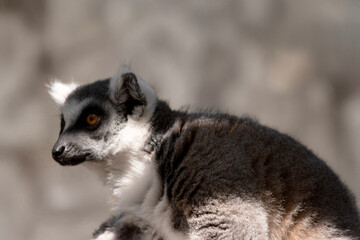 Wall Mural - this is a close up of a ring tailed lemur