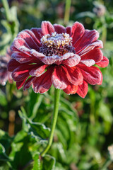 Wall Mural - Red Zinnia flowers covered with hoarfrost. Frost in Autumn season.