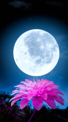 Wall Mural - Pink flowers in full bloom with a background of flower bushes and a full moon. Night nature. Night flowers. 3D Rendering