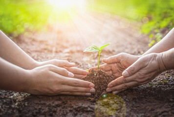 Wall Mural - Human hands are planting seedlings into the soil. old woman and children hands was gently encircled