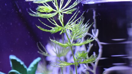 Poster - Yellow ornamental fish swimming in an aquarium.