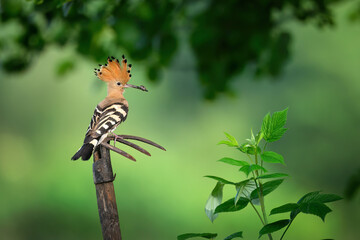 Wall Mural - eurasian hoopoe bird in early morning light ( upupa epops )