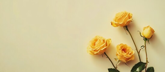 Poster - Elegant yellow roses arranged artistically on a soft light background ideal for text overlay and design projects.