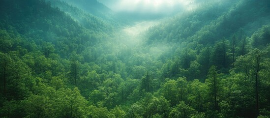 Poster - Lush Green Forest Landscape with Misty Mountains and Soft Light in a Tranquil Natural Environment