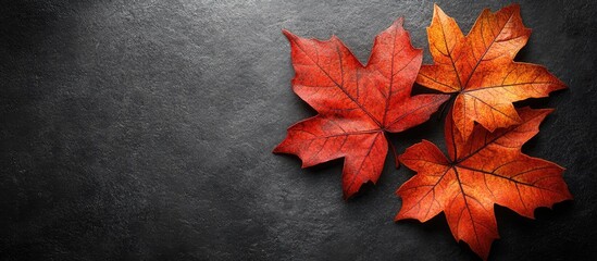 Aufkleber - Three vibrant maple leaves in autumn colors on a dark background with ample blank space for text or design placement.