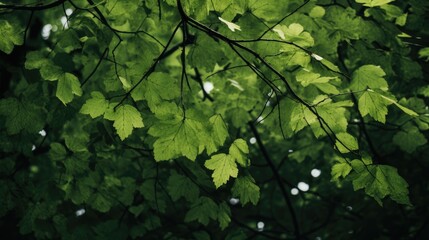 Poster - Green leaves on a tree canopy creating a vibrant and lush natural background with interconnected branches and filtered sunlight.