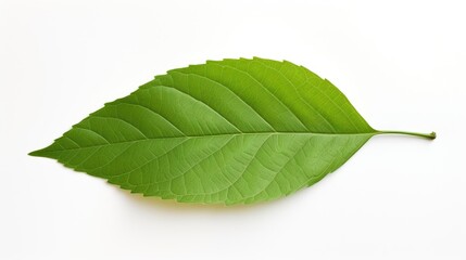 Poster - Vibrant green leaf isolated on white background showcasing intricate vein patterns and natural beauty for design and nature themes.
