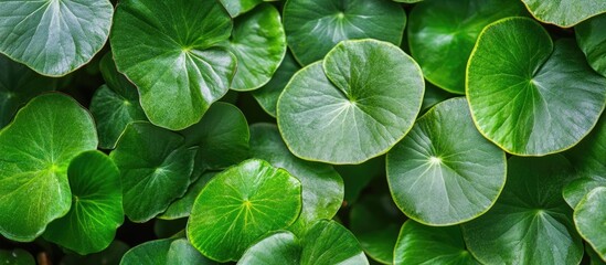 Aufkleber - Fresh green leaves with rich textures and details in natural sunlight showcasing the beauty of nature and plant life.