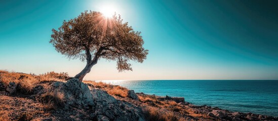 Poster - Serene coastal landscape with an olive tree silhouetted against a vibrant sunset over the tranquil sea in Stintino Sardinia