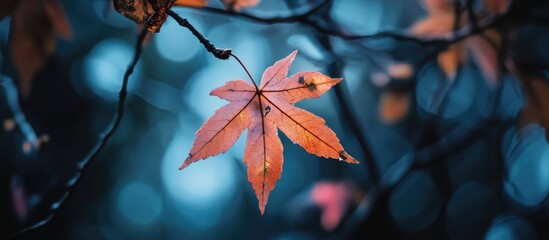 Poster - Autumn leaves in vibrant hues showcasing the transition of season with a blurred bokeh background creating a serene atmosphere.