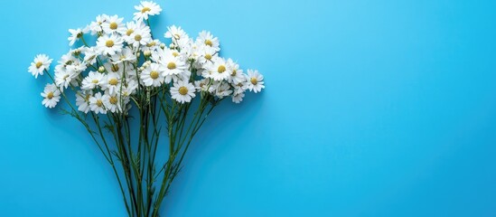 Poster - Top view of a fresh bouquet of white chamomiles arranged on a vibrant blue background highlighting their beauty and simplicity