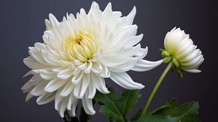 Poster - White Chrysanthemum Blossom with Bud Against Dark Background in Elegant Floral Composition