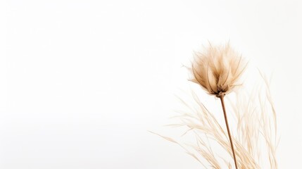 Poster - Dried hay flower arrangement on a minimalistic white background showcasing natural textures and soft tones for artistic purposes