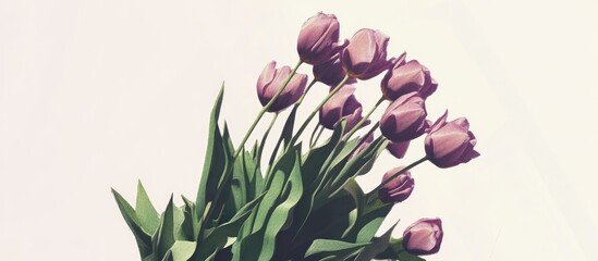 Poster - Purple tulip bouquet elegantly arranged with lush green leaves on a light background for a fresh floral decoration concept