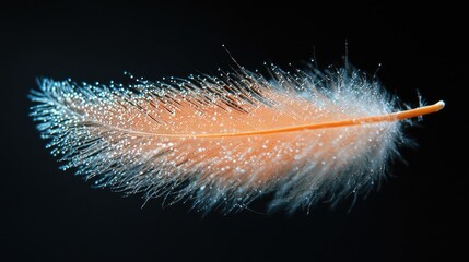 Poster - Delicate goose feather with intricate details and droplets on a dark background creating an elegant and serene visual appeal