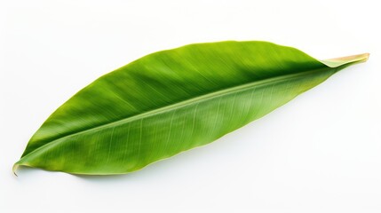 Poster - Vibrant green banana leaf isolated on a clean white background showcasing its natural texture and color for design and decoration purposes
