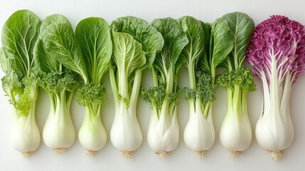 Aufkleber - Fresh bok choy varieties arranged in a row showcasing vibrant greens and purple hues on a clean white background