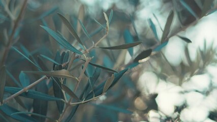 Wall Mural - olive leaves swaying in wind, shodoshima island in kagawa prefecture in japan, nobody, food industry