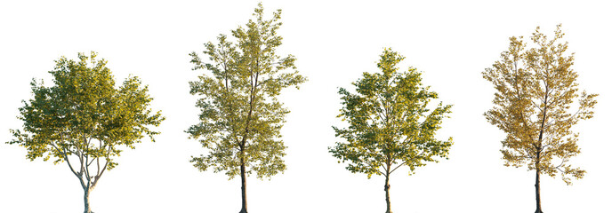 Fototapete - Populus × canadensis and Platanus x acerifolia frontal set trees isolated png in sunset on a transparent background premium cutout (London Planetree, Canadian poplar)