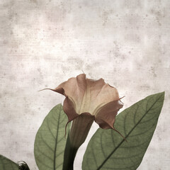 Wall Mural - textured stylish old paper background, square, with large heavy flowers of Brugmansia, Angel trumpet