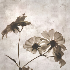 Wall Mural - textured stylish old paper background, square, with Montanoa hibiscifolia, the tree daisy or Anzac-flower