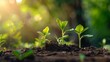 © Juan - Close-up of young seedlings growing in soil with sunlight