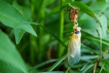 Sticker - Cicada emerging from exoskeleton on green leaf.