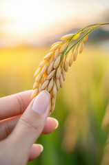 Wall Mural - close up of beautiful rice field