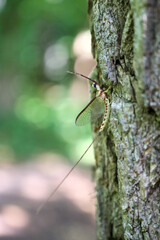 Sticker - Mayfly on tree bark close-up