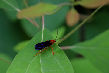 Sticker - Close-up of a Rusty Spider Wasp perched on a green leaf