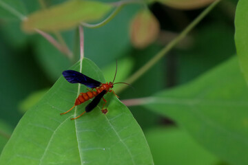 Sticker - Close-up of a Rusty Spider Wasp perched on a green leaf