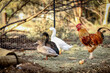 © Austockphoto - Three different coloured ducks standing in a row with large red rooster behind them in poultry yard