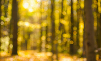 Wall Mural - Autumn golden forest, blured background.